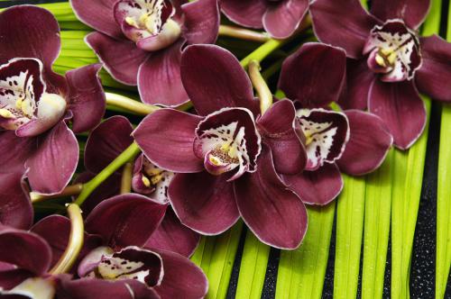Фотообои для стен Цветы орхидеи