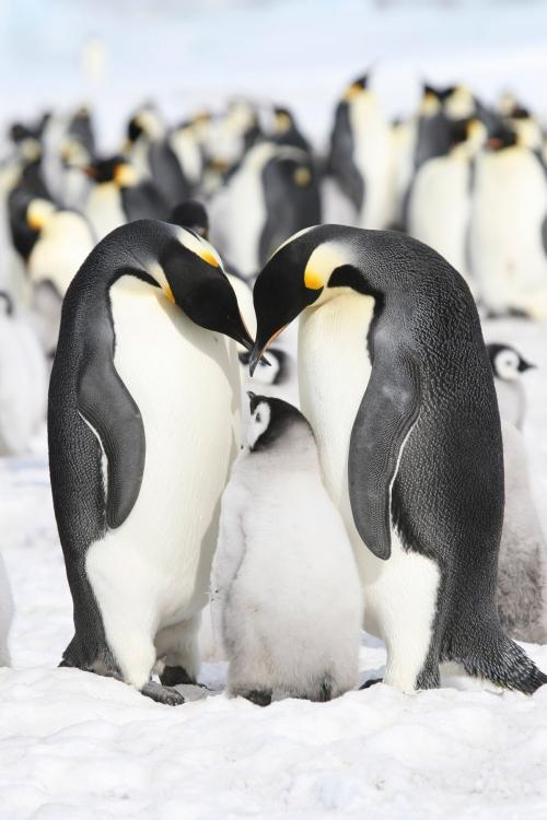 Пингвины 3068