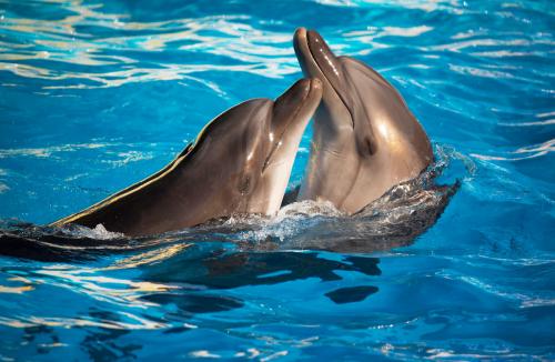 Дельфины 3069