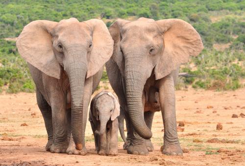 Фотообои для стен Слоны