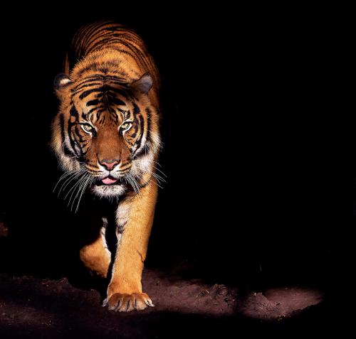 Фотообои для стен Тигр