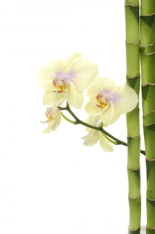 Цветы орхидеи 6043 183