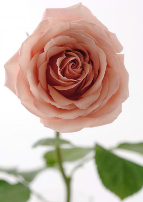 Цветы роза 6040 183