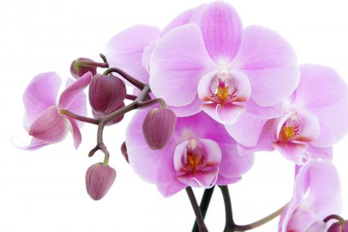 Цветы орхидеи 6005 366
